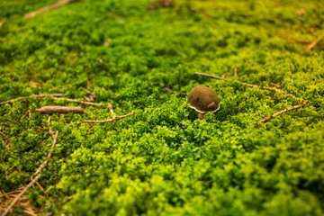 Mushroom on moss in the woods near.