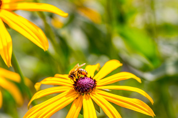 Sonnenhüte, Echinacea, Igelköpfe in gelb