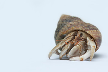 Hermit Crab on white background