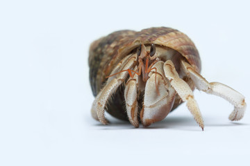 Hermit Crab on white background
