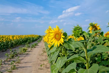 Wall murals Sunflower A field of sunflowers bright sunny day