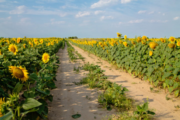 Fototapeta na wymiar A field of sunflowers bright sunny day