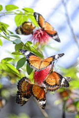 Butterflies resting on the branch 