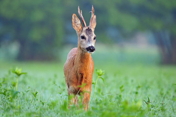 Fototapeta premium Wild roe deer