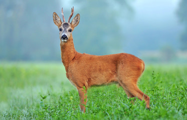 Wild roe deer