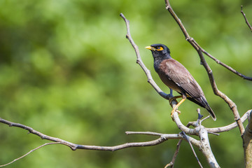 Common mynah in Bardia national park, Nepal
