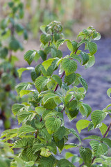 Young sprout of raspberries closeup