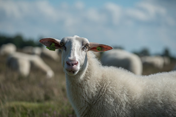 Sheep in the Netherlands 