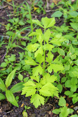 celery