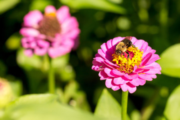 honey bee on purple red yellow pollen flower facing off smaller bug insect