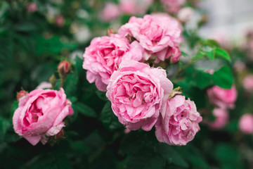 Bush of pink roses