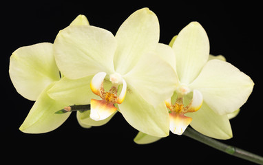 Naklejka na ściany i meble Bright yellow orchid