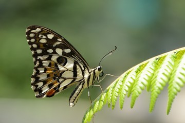 Side view of lime butterfly (Papilio Demoleus butterfly) on a fern