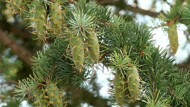 The shoots of pine tree with needles and cones are swinging in the wind