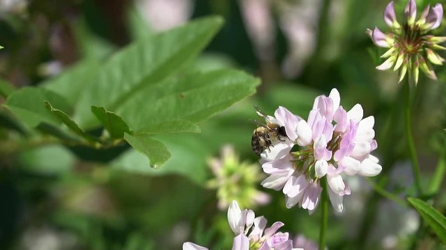 Bee flies over a flower clover. Slow motion,high speed camera
