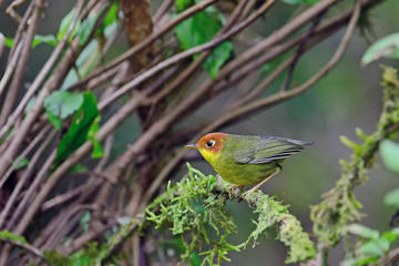 Chestnut-headed tesia, Beautiful bird perching on branch as background