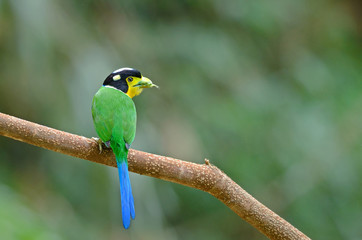 long-tailed broadbill ,Beautiful bird perching on branch as background