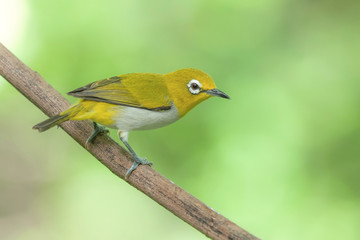 Oriental white-eye ,Beautiful bird perching on branch as background