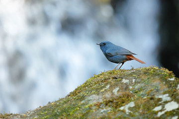 Plumbeous Water-redstart , Bird perching on stone as waterfall background