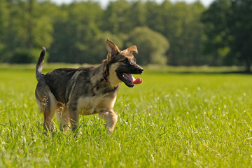 Deutscher Schäferhund