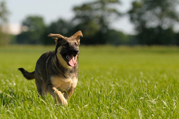 Deutscher Schäferhund