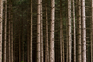 Bosco con alberi ad alto fusto