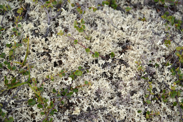 Kladoniya cervine (cervine moss, reindeer lichen) (Cladonia rang
