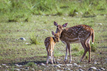 Spotted Deer in Bardia national park, Nepal