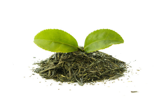 dry green tea with a fresh tea leaf