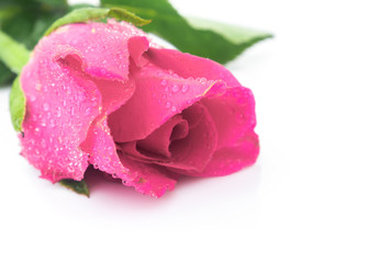 Closeup pink rose sweet color flower with water drop on white background, love and romantic concept, selective focus