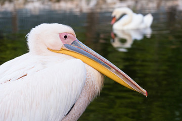 pelican on the lake background and floating swan