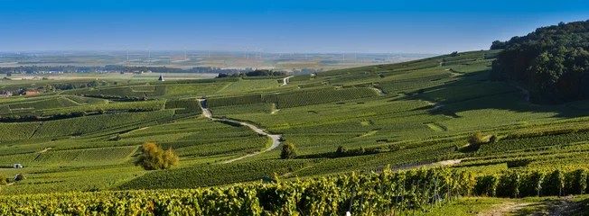 Rolgordijnen Champagne-wijngaarden in het departement Marne, Frankrijk © FreeProd