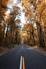 Beautiful trees with autumn colors along the road to Milford Sound. 