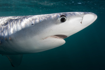Obraz premium Detail of Blue Shark Head