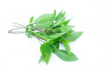 Closeup fresh sweet basil vegetable on white background,raw material for cooking