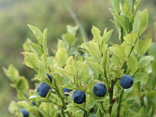 Heidelbeeren in der Natur