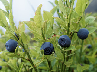 Heidelbeeren in der Natur