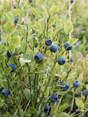 Heidelbeeren in der Natur