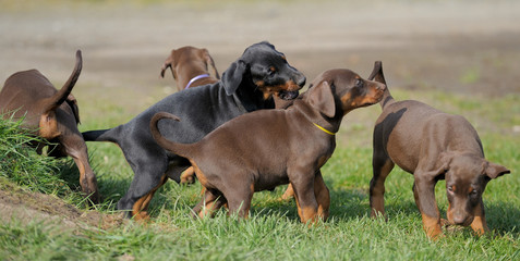 Dobermannwelpen