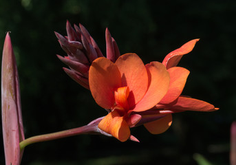 Close up of red Canna flower