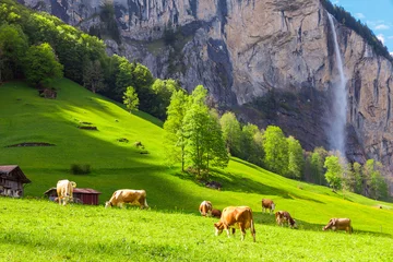 Foto op Plexiglas anti-reflex Zomerlandschap met koeien die grazen op verse groene bergweiden en hoge waterval op de achtergrond. Lauterbrunnen, Zwitserland, Europa. © volgariver