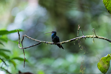 Blue Humming bird of Monteverde in Costa Rica