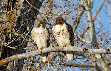 Red Tail Hawks