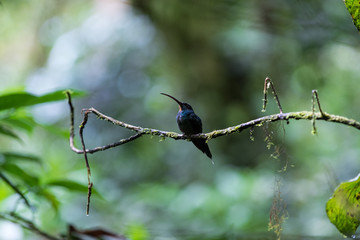Blue Humming bird of Monteverde in Costa Rica