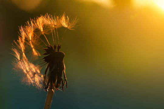 Fototapeta   Dandelion