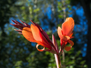 Close up of red Canna flower