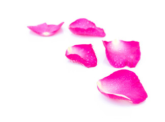 Sweet pink rose petals beautiful on white background