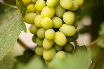 Bunch of grapes. Vineyard