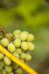 Bunch of grapes. Vineyard