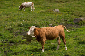 Fototapeta premium Vitello di razza Hereford al pascolo in montagna